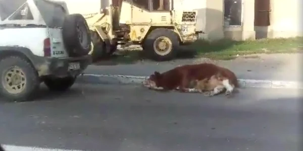 vitel tarat dupa masina nasaud