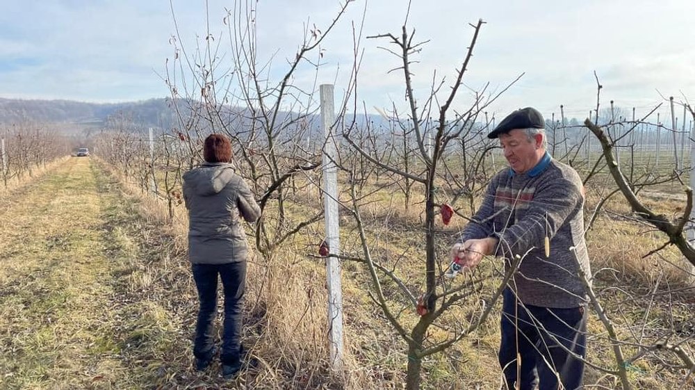 Cum se execută corect tăierile pomilor fructiferi. Fără tăieri, pomii nu ar produce atât de mult pe cât ar trebui FOTO