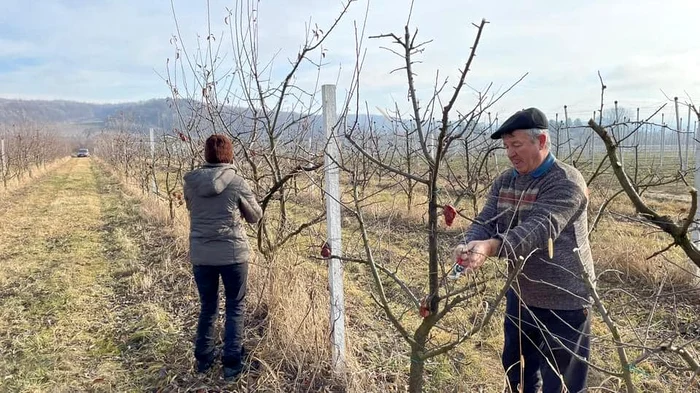 Operațiunea de tăiere a merilor în Voinești. FOTO Stațiunea Voinești