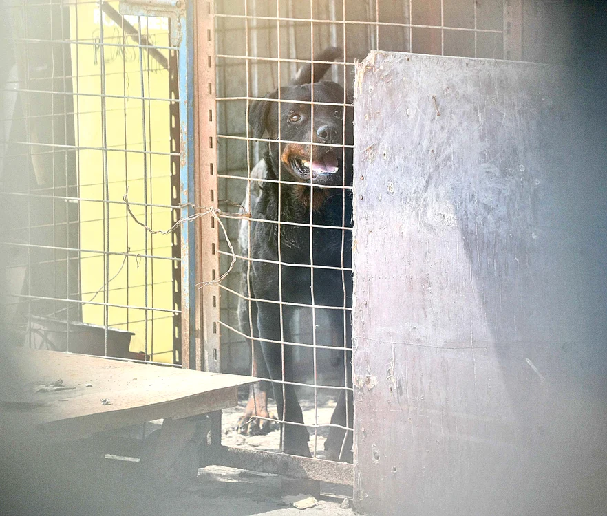 
    Rottweilerul este cunoscut ca un câine extrem de agresivFoto: Dorin Constanda  