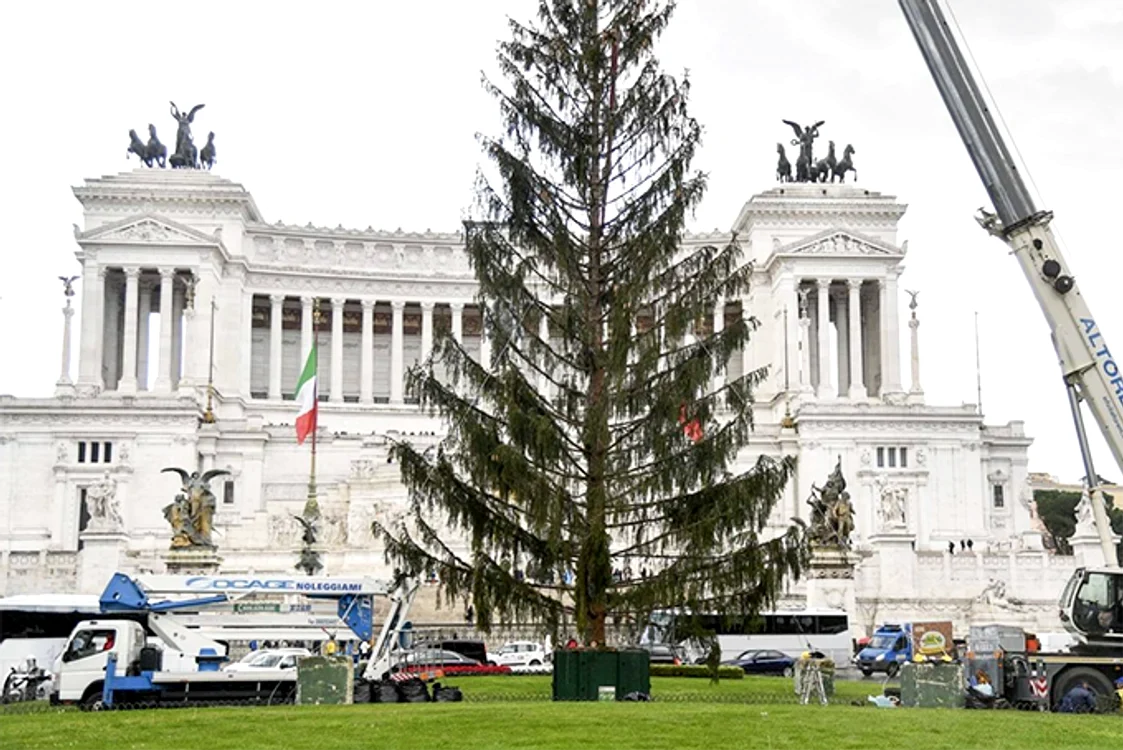 Bradul din Roma, 2017