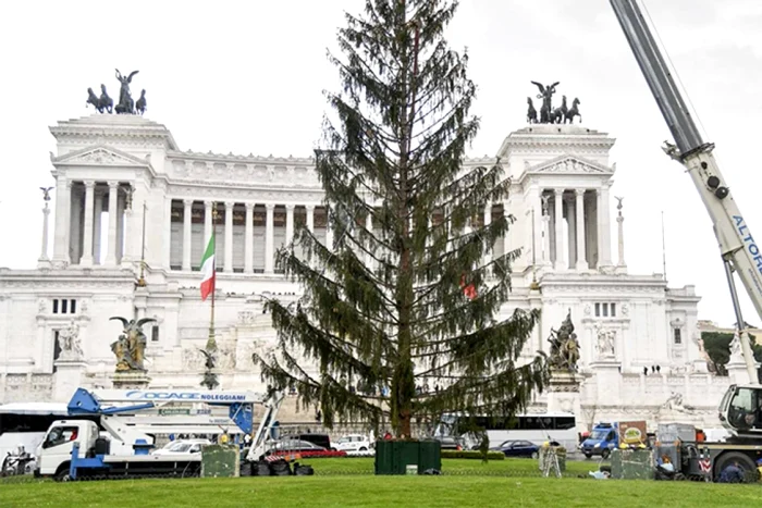 Bradul din Roma, 2017