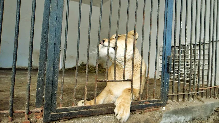 
    Animalul a fost întărâtat  de băiatul care a băgat  un băţ printre gratiile cuştiiFoto: Sandrinio Neagu  