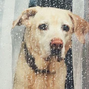 Ploaie - caine priveste pe geam - FOTO Shutterstock 