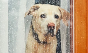 Ploaie - caine priveste pe geam - FOTO Shutterstock 