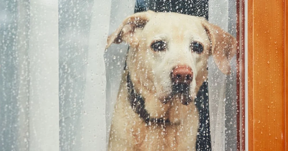 Un câine și-a ajutat stăpânul să scape cu viață dintr-un incendiu, în Germania