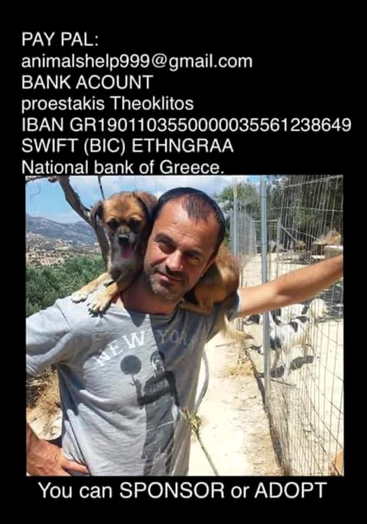 caini salvati foto facebook takis shelter
