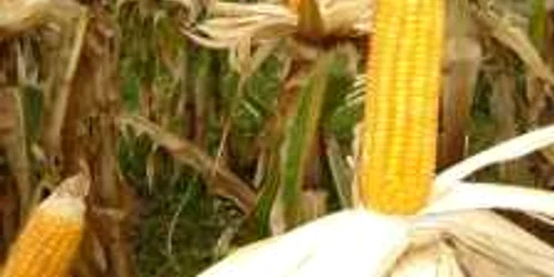 Hoţii au reuşit să fure aproape o tonă de porumb