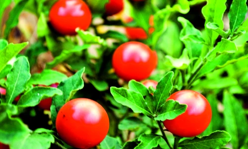 1 78262 original jpg jpeg