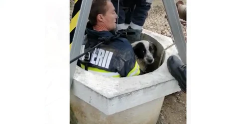 Caţine căzut în fântână salvat de pompieri