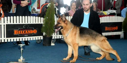 Câinele anului 2011 în România va fi desemnat la Timişoara