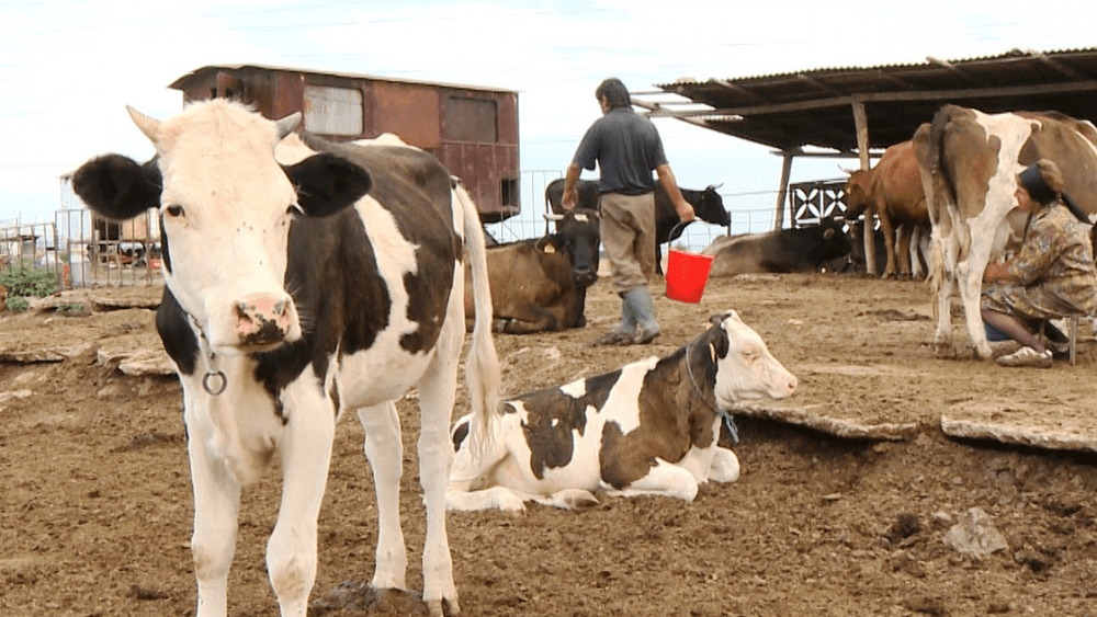 Ministerul Agriculturii înființează „Observatorul laptelui și produselor lactate”. Ce date va colecta