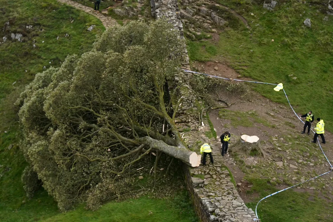 Copacul tăiat cu drujba a căzut peste Zidul lui Hadrian Foto: Getty Images