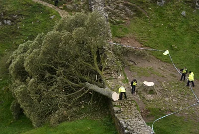 Copacul a căzut peste Zidul lui Hadrian Foto Getty Images jpg