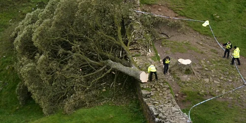 Copacul a căzut peste Zidul lui Hadrian Foto Getty Images jpg