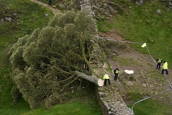 Copacul tăiat cu drujba a căzut peste Zidul lui Hadrian Foto: Getty Images