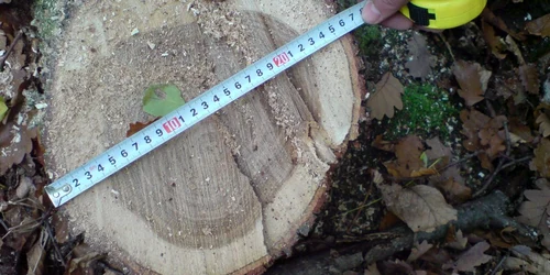 16 arbori au fost taiati „la ciotă” din pădurile de la Valea lui Stan