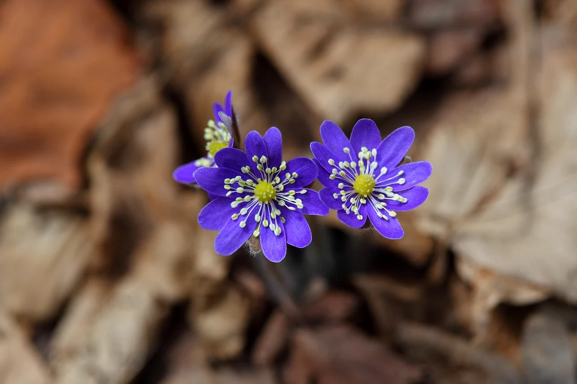 Cum va fi vremea la începutul primăverii / foto: Pixabay