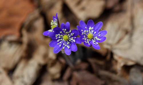 liverwort 3159876 1280 jpg