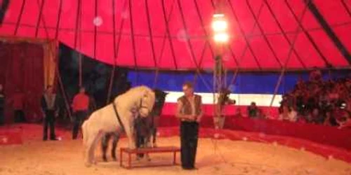 Târgu-Mureş: Spectacole de circ în parcarea Promenada Mall