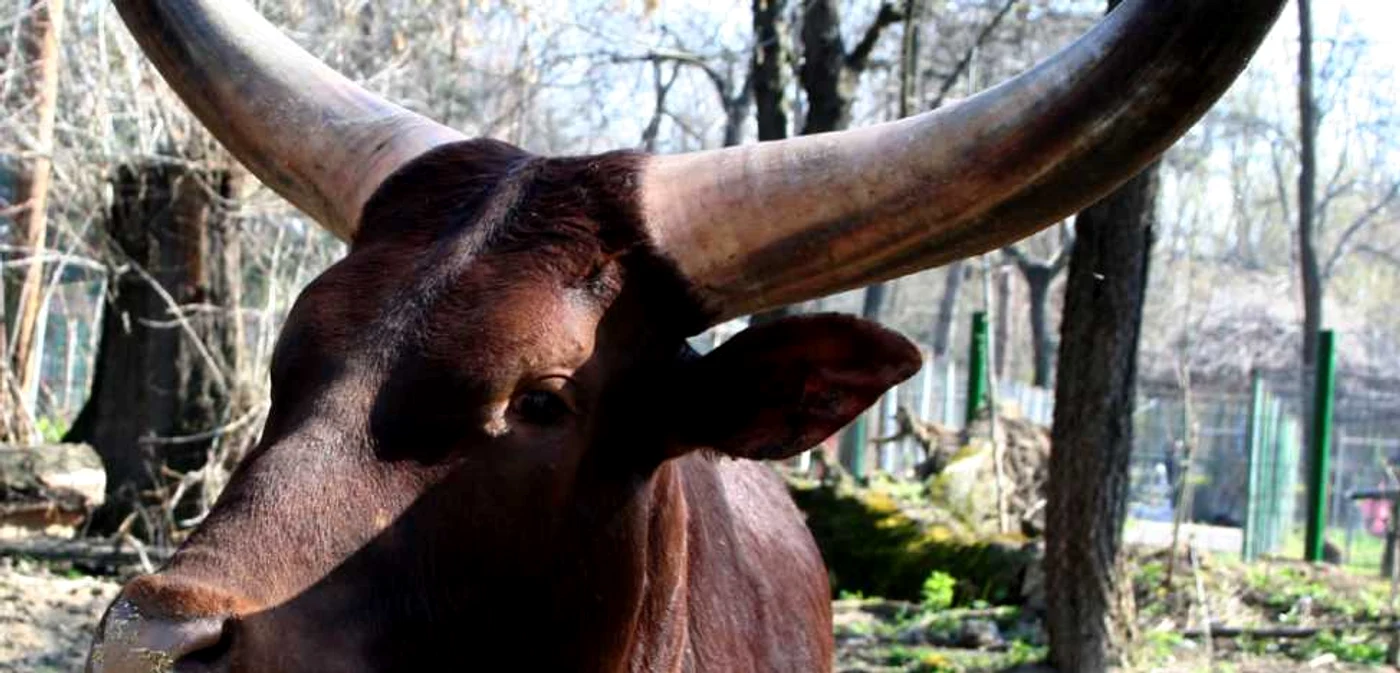Şi la Zoo vor fi făcute unele investiţii