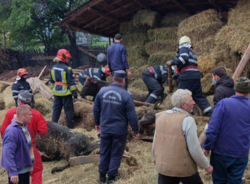 
    Pompierii, ajutați de oamenii locului, scot vacile de sub dărâmăturiFoto: IGSU  