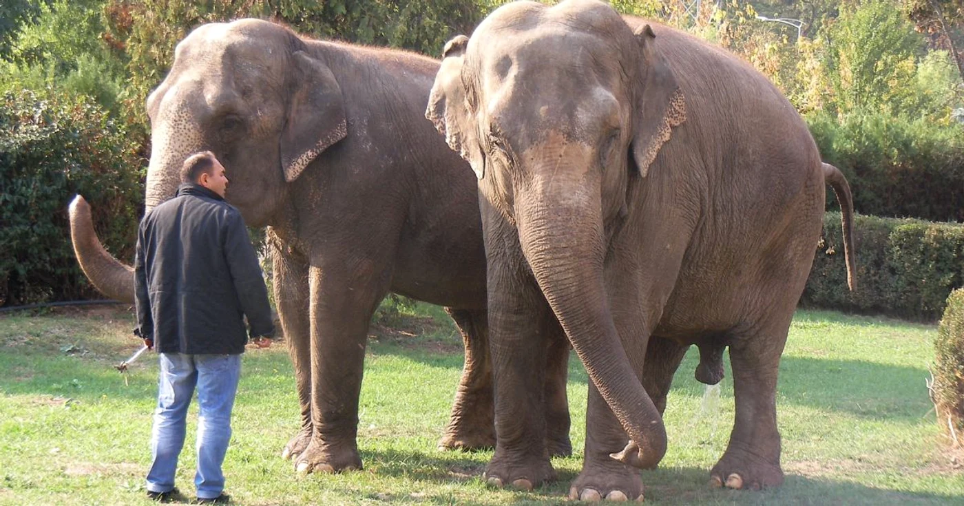 Alcoolul scade temperatura de bază a corpului a unui elefant FOTO Adevărul