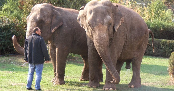 Alcoolul scade temperatura de bază a corpului a unui elefant FOTO Adevărul