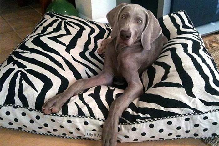 Accesorii pentru animalele de companie