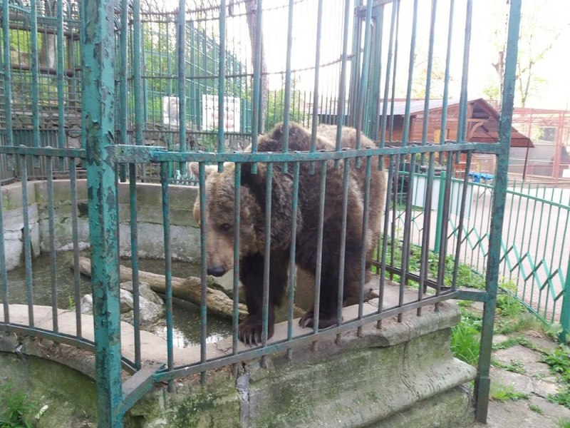 Grădina Zoo dintr-un parc vechi de un secol, „închisă“ de o ursoaică traumatizată. Cum va arăta locul în scurt timp FOTO