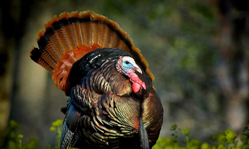 curcan istock jpg