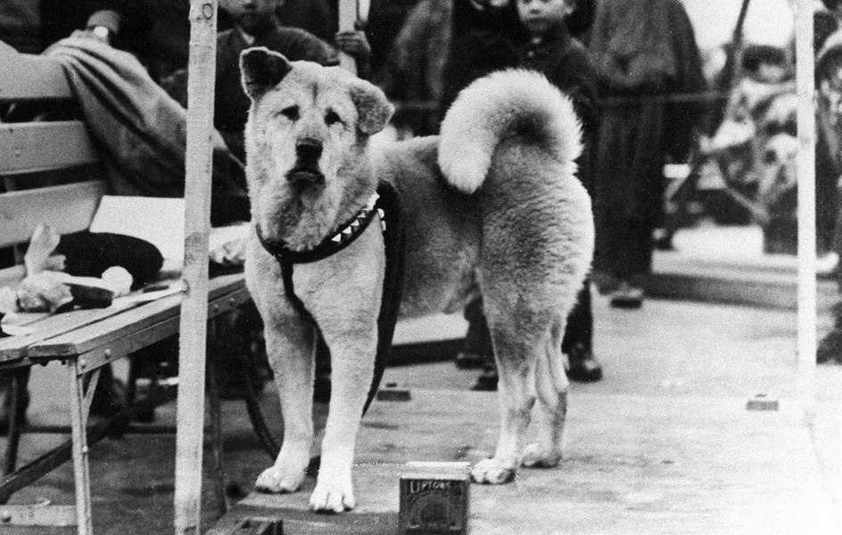 Faimosul câine Hachiko, legendar pentru fidelitatea sa, este încă iubit la 100 de ani de la naștere
