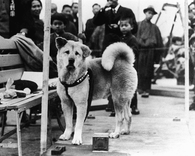 Povestea emoționantă a lui Hachiko, câinele care a uimit lumea. I-a fost loial stăpânului până la moarte VIDEO