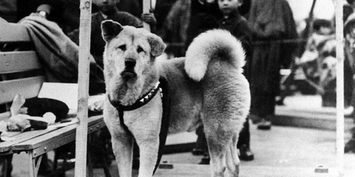 Cainele Hachiko FOTO Profimedia jpg