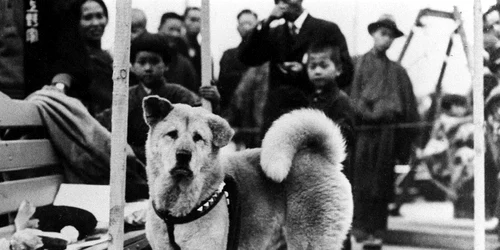 Cainele Hachiko FOTO Profimedia jpg