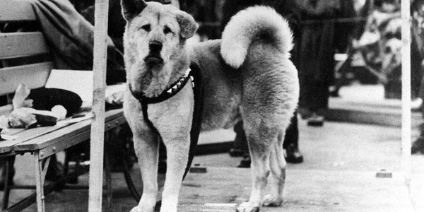 Cainele Hachiko FOTO Profimedia jpg