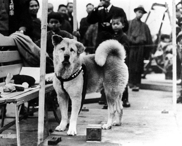 Câinele Hachiko lângă o bancă, pe peron