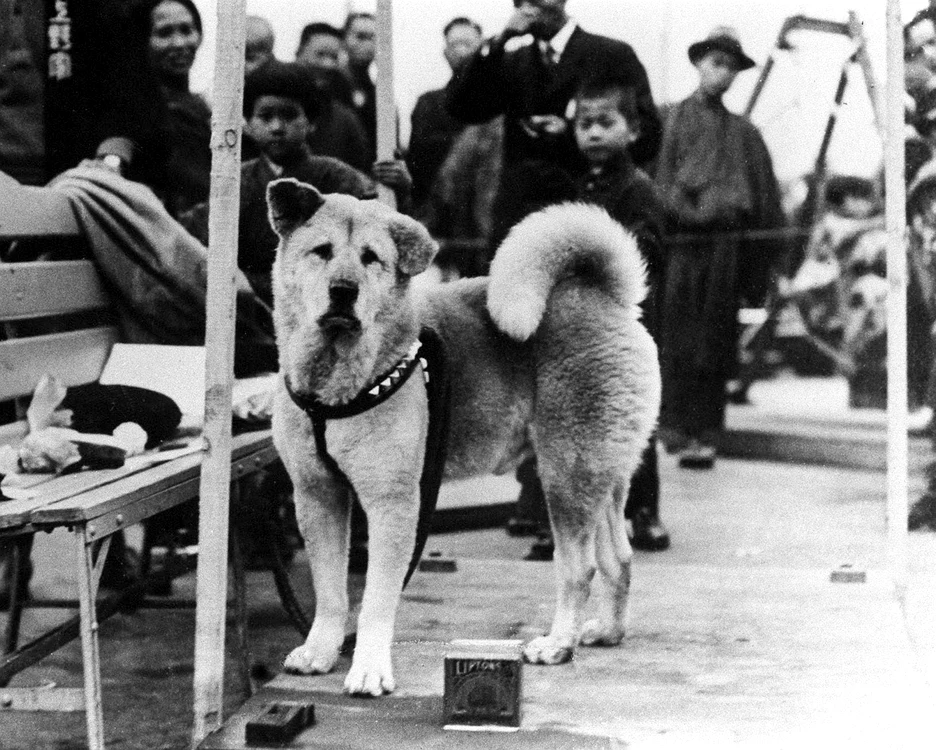 Câinele Hachiko lângă o bancă, pe peron