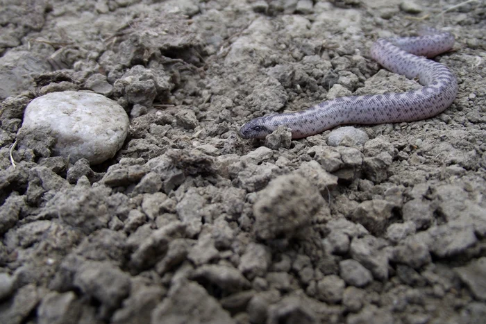 
    Acest pui de Boa de nisip mai are şapte fraţi care ar putea ajunge la maturitate dacă nu sunt vânaţi (foto: SOR)  