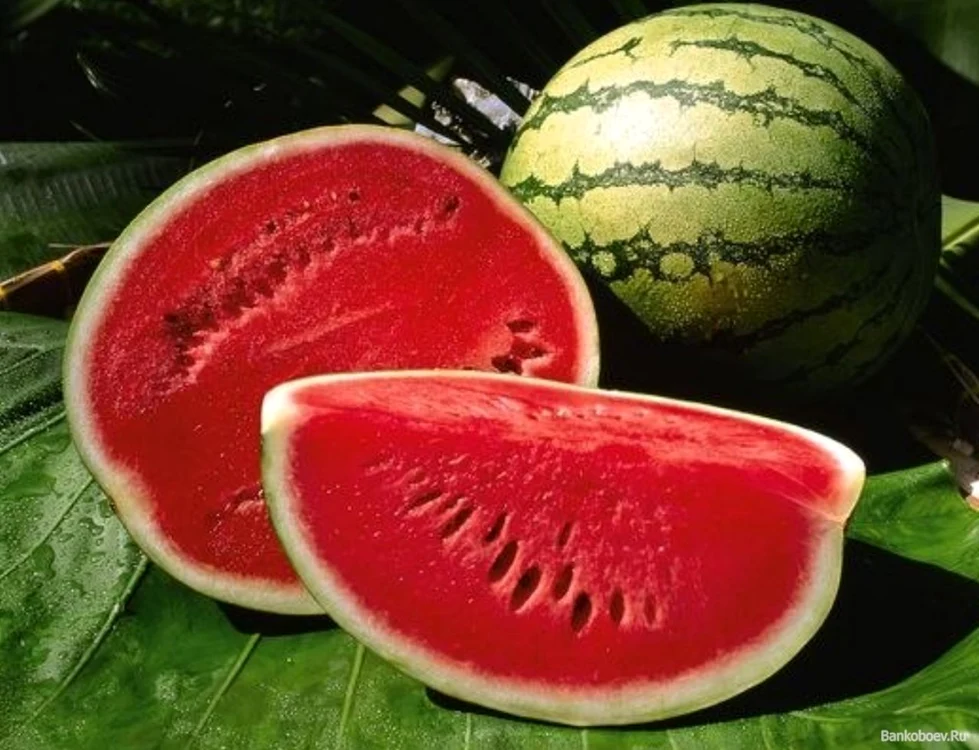 calarasi pepene