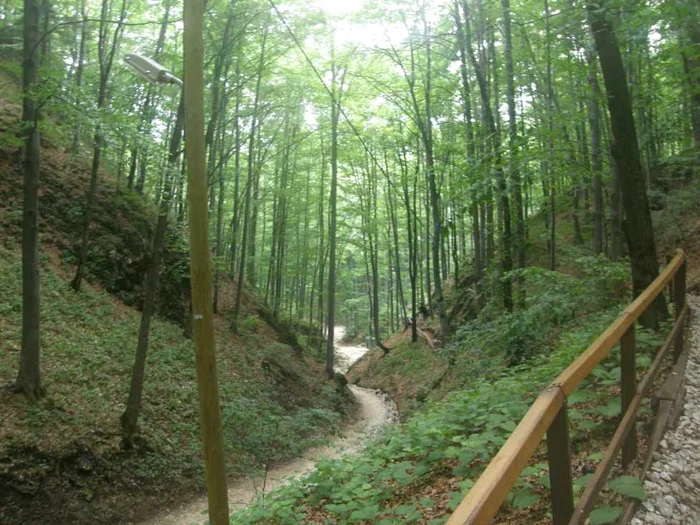 Drumul spre Peştera Valea Cetăţii