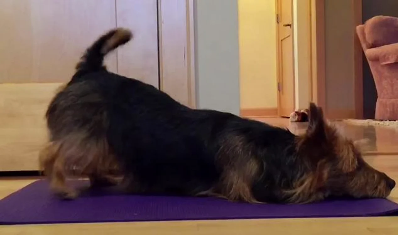 
    Cățelușa Judy se poate așeza în diverse poziții de yoga, fără ajutorul stăpânuluifoto: captură video/Mirror  