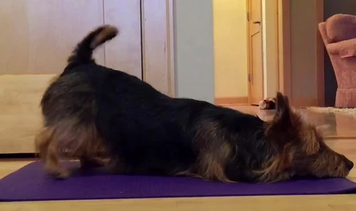 Cățelușa Judy se poate așeza în diverse poziții de yoga, fără ajutorul stăpânuluifoto: captură video/Mirror