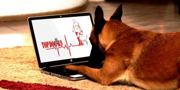 Dresaj canin online