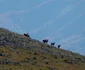 Viaţă şi culorile toamnei în Parcul Naţional Buila - Vânturariţa din judeţul Vâlcea Foto Bogdan Alexandrescu