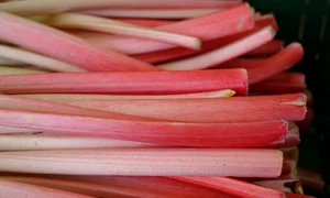 rhubarb 318217 1920 jpeg