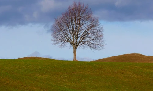 ce ai fost într o viaţă anterioară jpeg