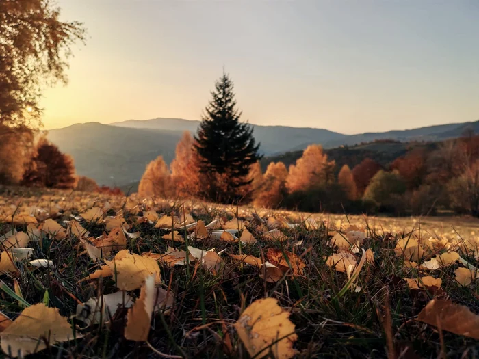 Peisaj din pădurile Pipirigului FOTO Romsilva