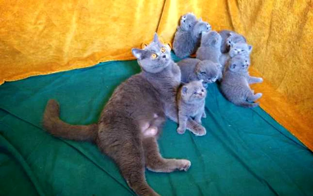 Cele mai frumoase pisiciFOTO Felina Sofisticat