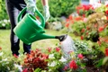 gradinarit gradina flori plante istock jpg